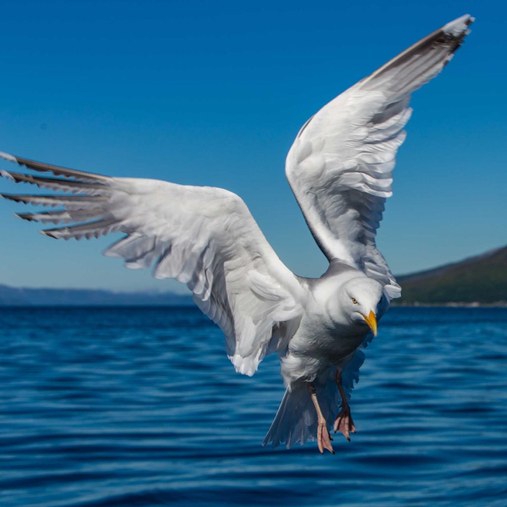 Nyt Senja – et Norge i miniatyr 8
