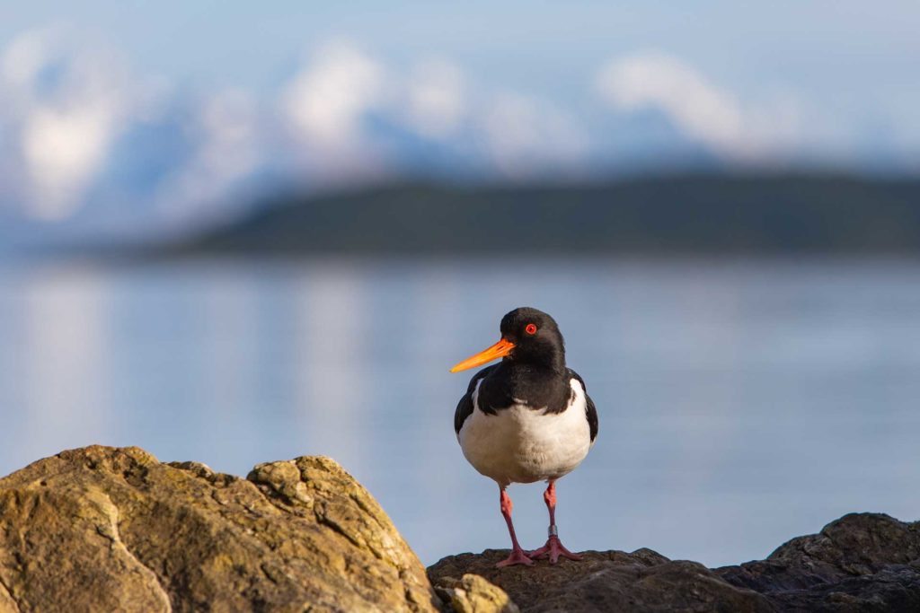 Øyriket i Karlsøy 3