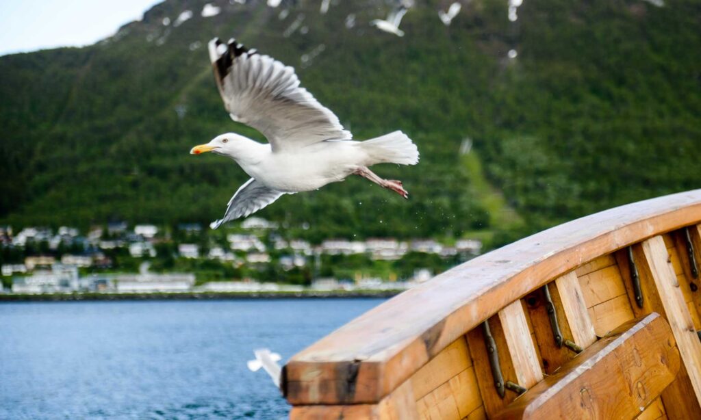 Havørn ved båten på fjorden i Tromsø