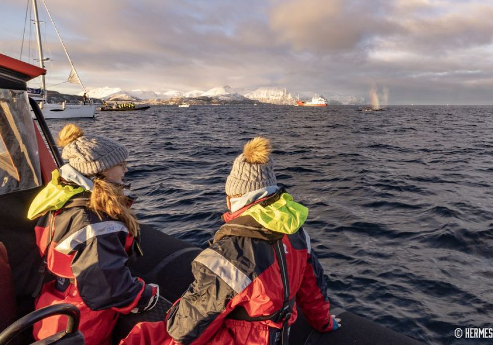 Privat hvalsafari med RIB – båttur i Tromsø med Hermes II (2)