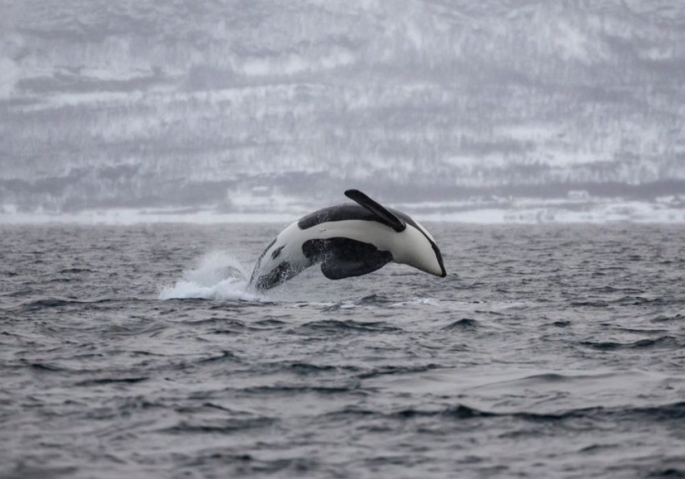 Privat hvalsafari med RIB – båttur i Tromsø med Hermes II (4)