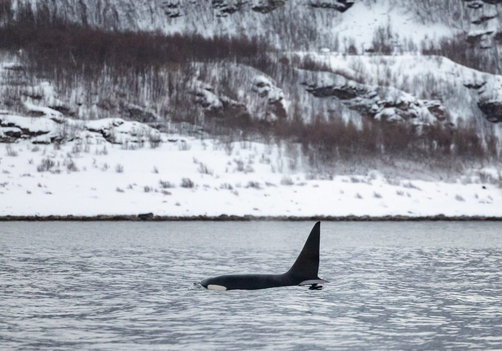 Privat hvalsafari med RIB – båttur i Tromsø med Hermes II (3)