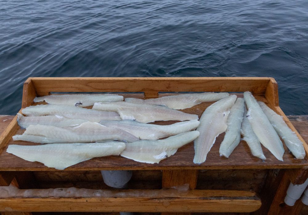 Kveldscruise med fiske – båttur i Tromsø med Hermes II (5)