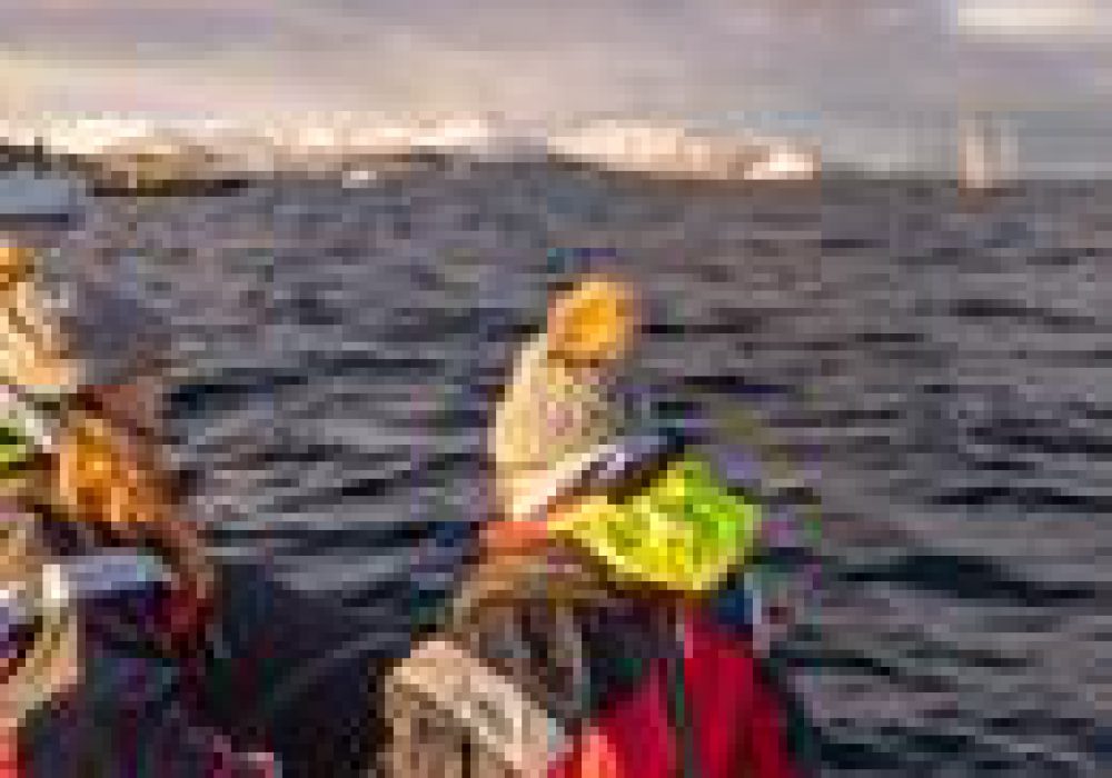 Privat hvalsafari med RIB – båttur i Tromsø med Hermes II (6)