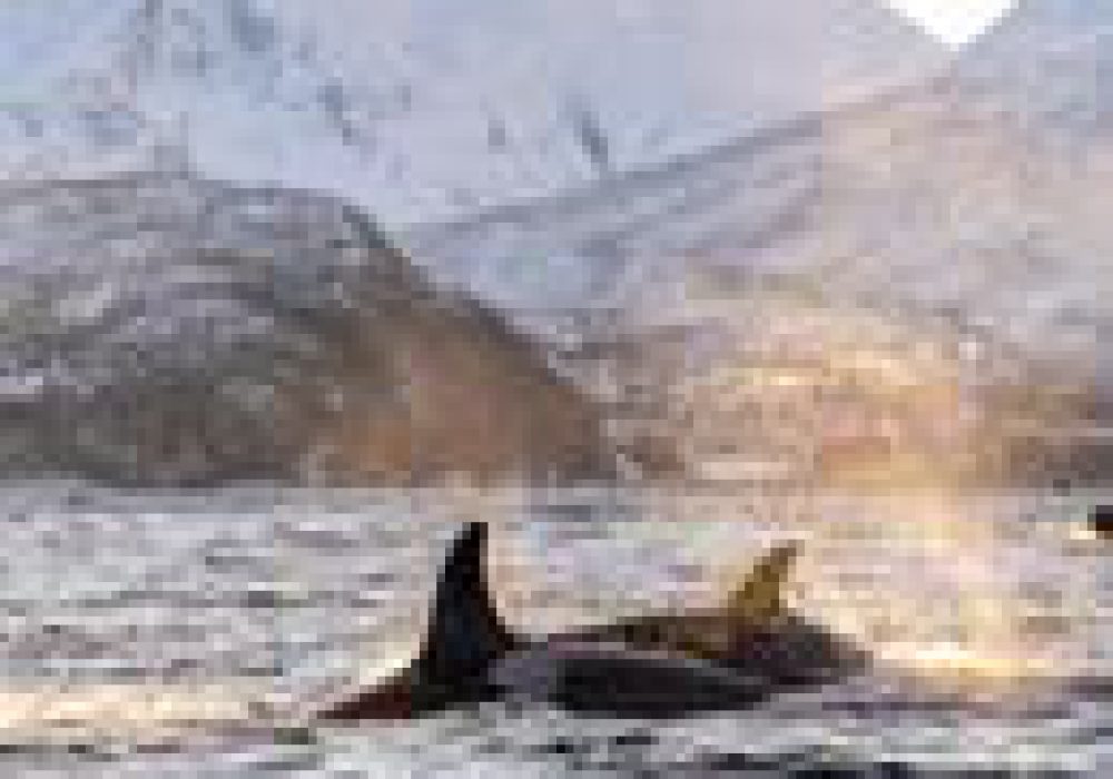 Privat hvalsafari med RIB – båttur i Tromsø med Hermes II (11)