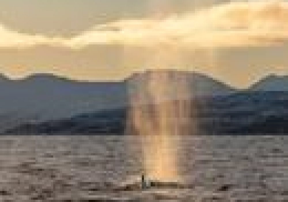 Privat hvalsafari med RIB – båttur i Tromsø med Hermes II (7)