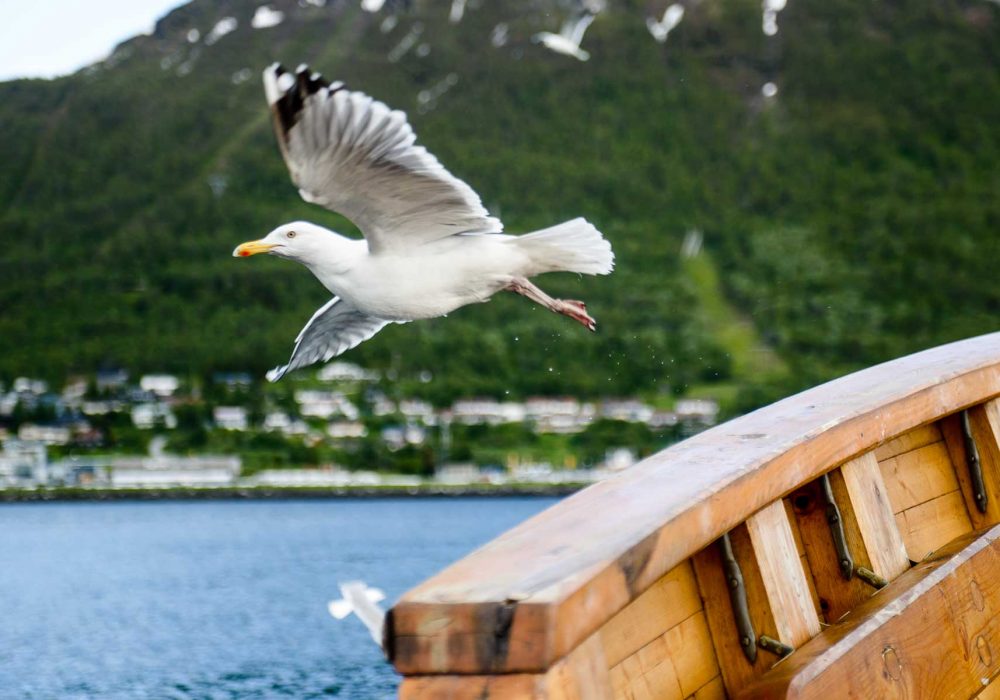 flying seagull