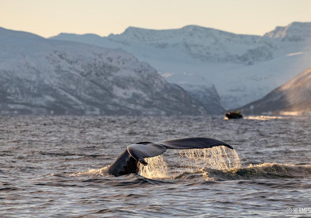 Privat hvalsafari med RIB – båttur i Tromsø med Hermes II (9)